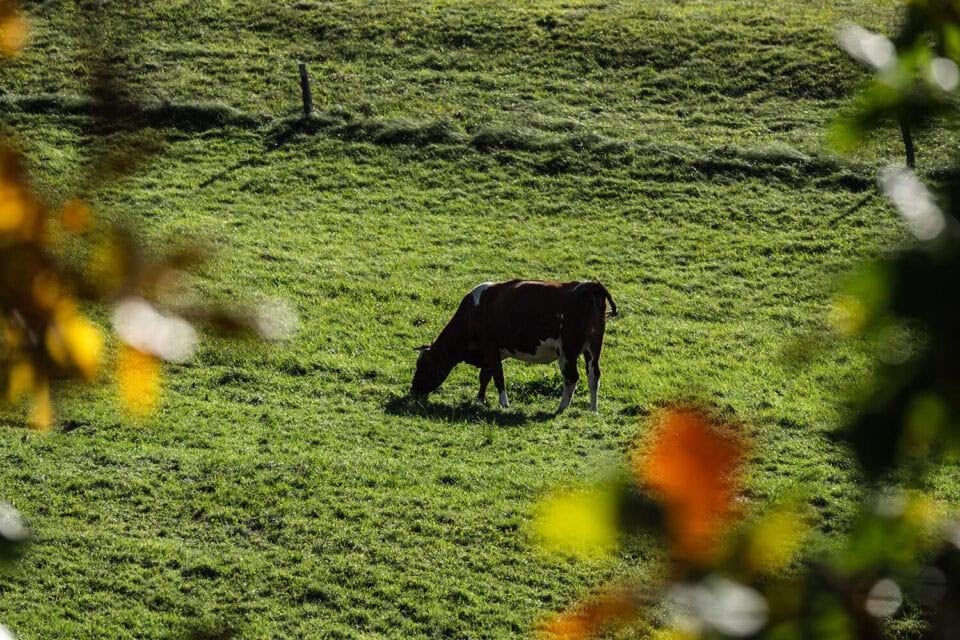 Krowa na łące w otoczeniu wzg&oacute;rz Pog&oacute;rza Kaczawskiego &ndash; okolice agroturystyki Winnica Agat w Sokołowcu