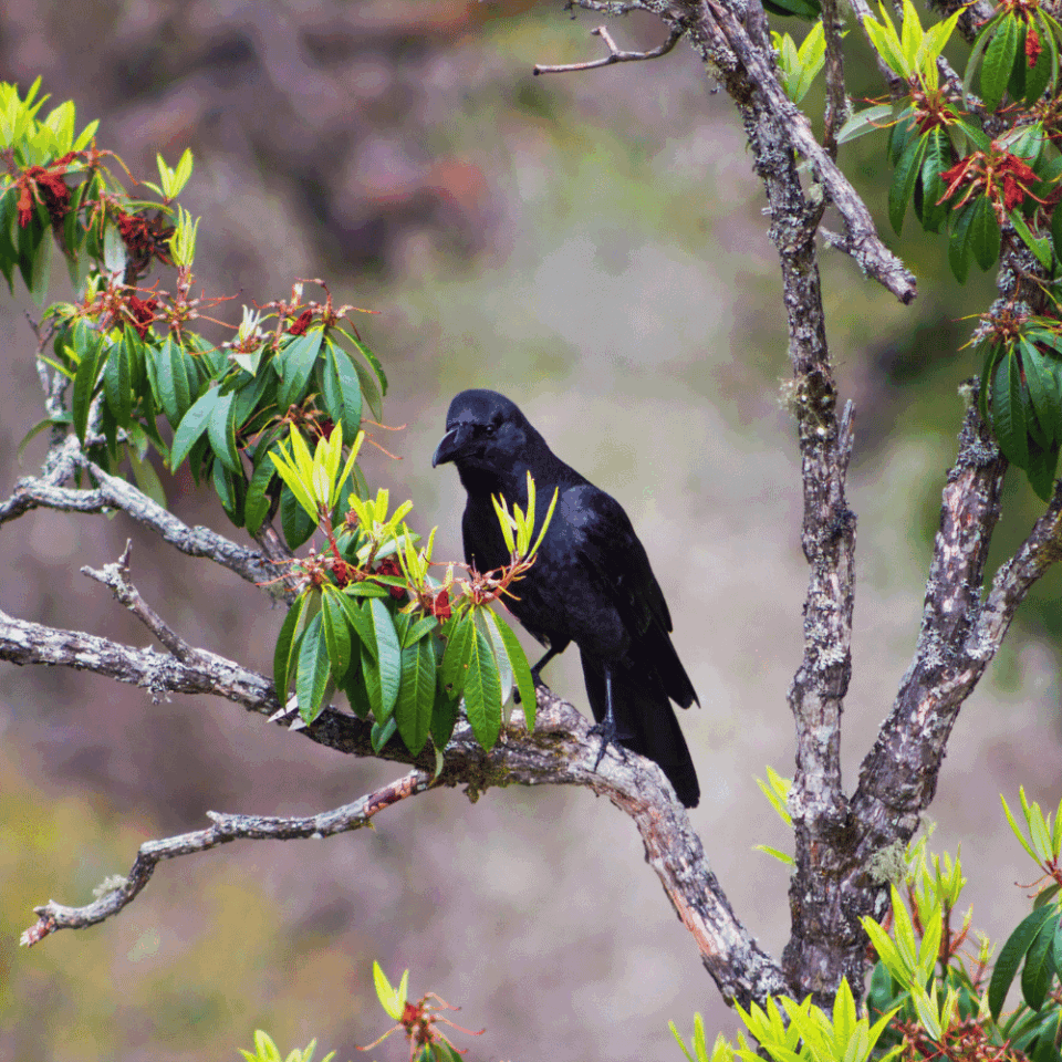 Duża, czarna wrona siedząca na drzewie w Dolinie Langtang w Nepalu, przykład dzikiej przyrody regionu.
