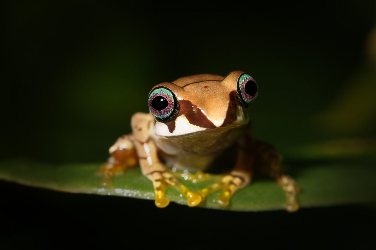 Żaba mantella na Madagaskarze – endemiczny gatunek wyspy