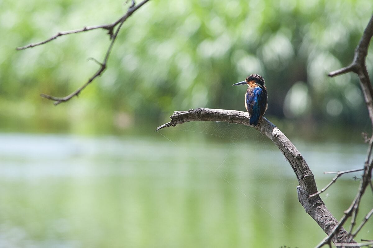 Zimorodek malgaski na tle zieleni – obserwacja ptaków na Madagaskarze