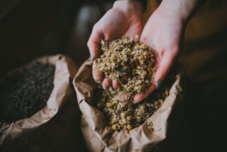 Dłonie trzymające suszone zioła nad papierową torbą – przygotowanie naturalnych składników podczas warsztatów zielarskich.